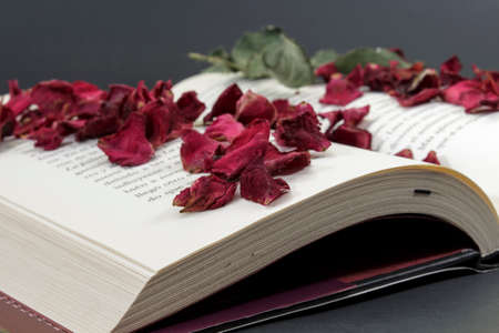 Open book with rose petalsの写真素材