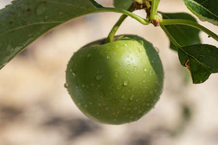 Detail fruit in the apple tree after the rainの写真素材