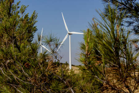 Windmills seen behind pines