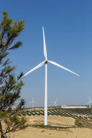 Vertical view of windmill with pine branches in the foreground