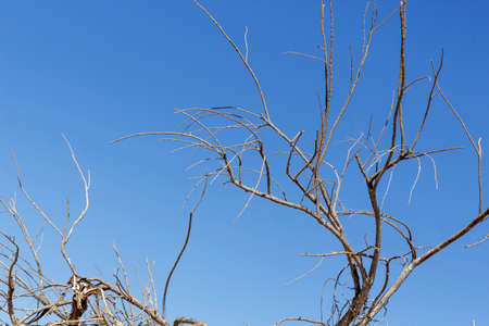 Dried branches of broom on blue skyの写真素材