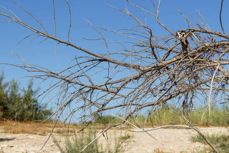 Detail of dried branches of a shrubの写真素材