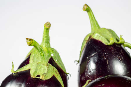 Green stems of purple eggplants on white backgroundの写真素材