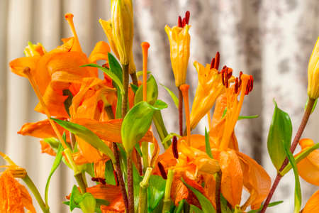 Detail view of bouquet of colorful flowers in a living roomの写真素材