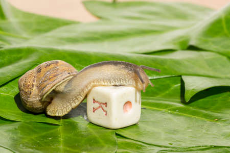 Garden snail passing over an old and worn diceの写真素材