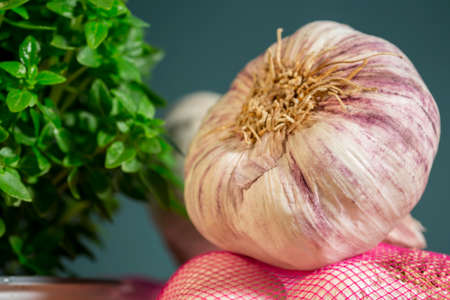 Spanish variety of purple garlic (Spring Violeta) beside basil shrub