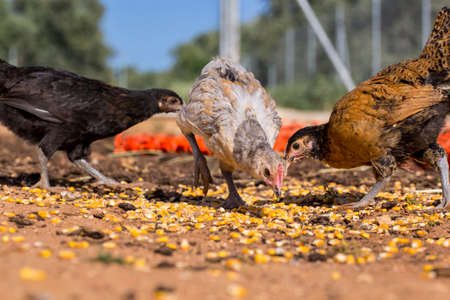 Black, gray and brown chickens are eating corn grainsの写真素材