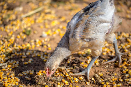 Close-up of chicken that is eating corn grainsの写真素材