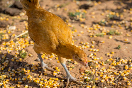 Close-up of orange chicken that is eating corn grains in organic farmの写真素材