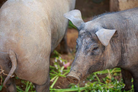 Close-up of young Black Iberian pigs. Organic livestock