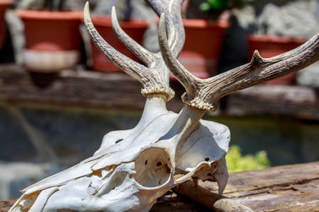 Detail of the basis of antlers of a deer skullの写真素材