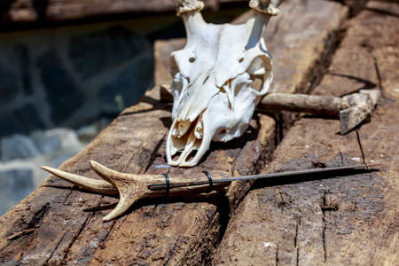 Rustic knife with handle made with deer antlers in front of a cervid skullの写真素材
