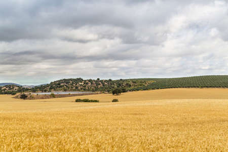 Agricultural landscape in a cloudy day, with a irrigation reservoir beside a barley field and olive...
