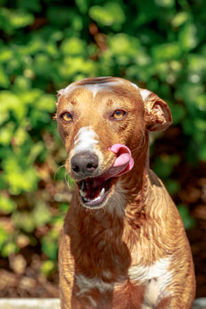 Red haired dog with shampoo foam over its snout and head is smacking lips while takes a bath at gardenの写真素材