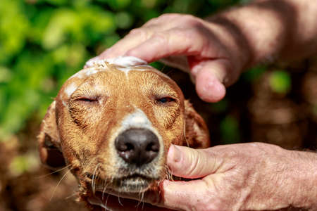 Close-up of andalusian hound dog that receives a massage with shampoo at its head while is taking a bath at gardenの写真素材