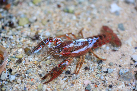 Freshwater lobster in the watercourse of a irrigation ditch