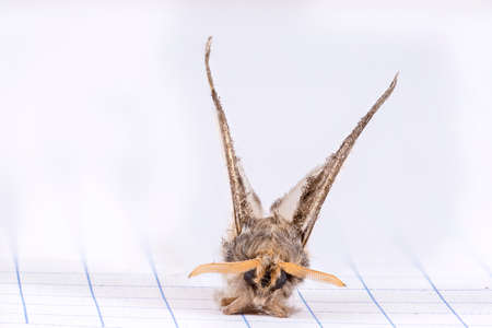 Front view of a moth landed over the quad paper of a graph notebook. Macrophotographyの写真素材