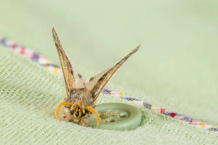  Clothes moth beside green button of a shirt. Macrophotographyの写真素材
