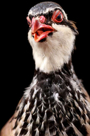 Funny portrait of red-legged partridge with sly look, on black background