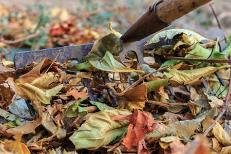 Rake the dead leaves at garden. Autumn choresの写真素材