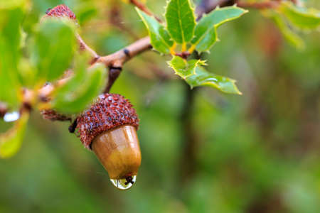 Acorn with crimson cupule and raindrops in the branch of a kermes oak. Wild fruits.の写真素材