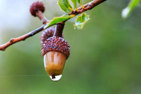 Kermes oak acorn in branch, with crimson cupule and a water drop, under the rain. Wild fruits.の写真素材