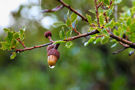 Branch of kermes oak on rainy day, with spiny evergreen leaves and a colorful acorn with crimson cupule. Wild fruits.の写真素材