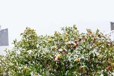 Orange tree top under the snowの写真素材