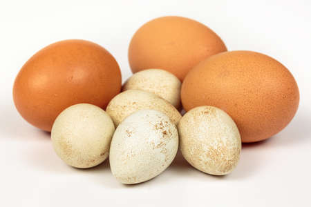 Partridge eggs beside chicken eggs with brown eggshell