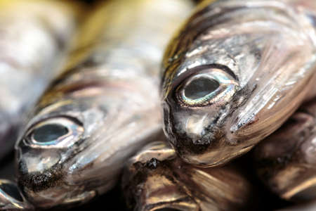 Macro view of raw anchovy. Seafoodの写真素材
