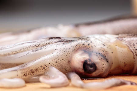 Macro view of eyes and tentacles of a raw squidの写真素材