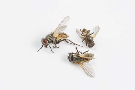 Dead flies on whiteの写真素材