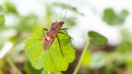 Red insect over a green leaf, side rear view. Spilostethus pandurus is a red and black real bug,...