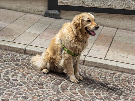 Golden retriever sitting at the streetの写真素材