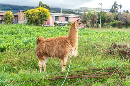 Standing lama at ecuadorian villageの写真素材