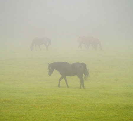 Three horses in a field on a foggy dayの写真素材