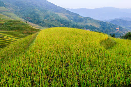 terraces