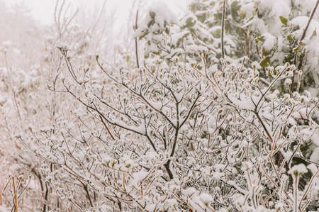 In winter, snow Wugongshan full, very cold の写真素材