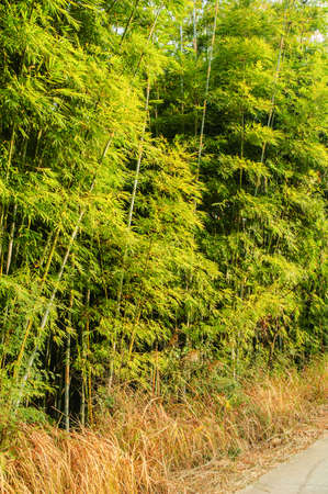Roadside tracts of bamboo, are green, tallの写真素材