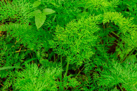 Two organic, home-grown carrots in dark, rich soil  Selective focus on carrot on the right の写真素材