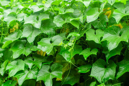 Chayote plants in garden,northern,の写真素材