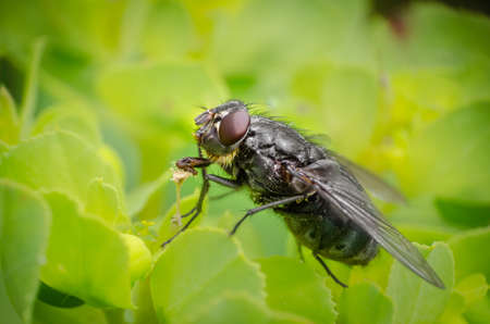 Extreme closeup of a fly drinking waterの写真素材