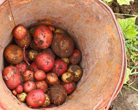 Potatoes small portion at the bottom of a rusty tin bucketの写真素材