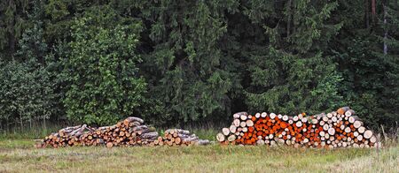 Colorful wood log stacks on the forest background