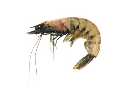 King tiger shrimp raw isolated on whiteの写真素材