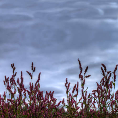 Magenta flowers bush against the dark blue cloudy sky blur floral background の写真素材