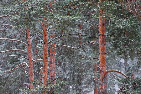 View on winter forest through heavy snowfall