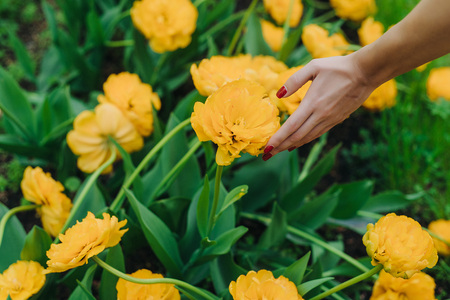 Female hand touching tulip in gardenの写真素材
