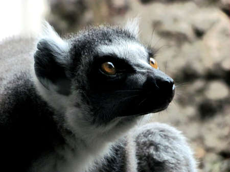 Lemur Look