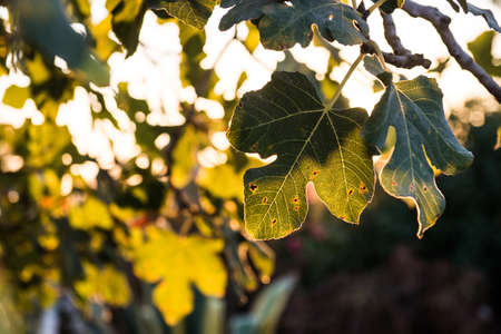 Fig leaves